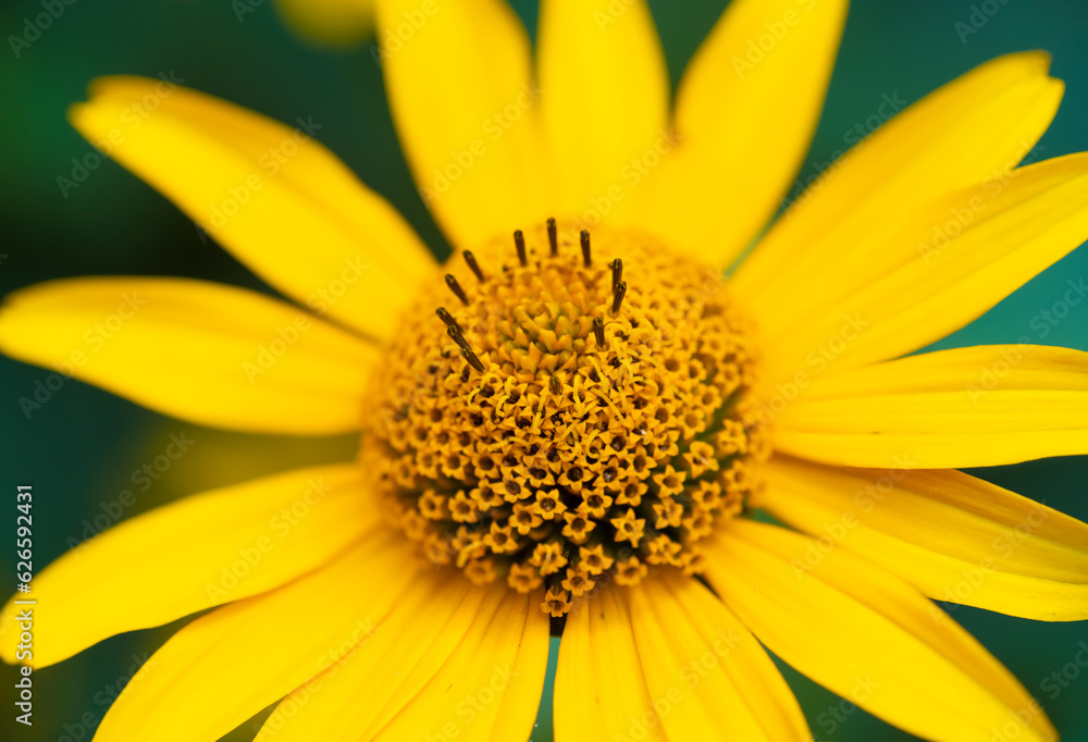 Gazania flower. Yellow chamomile. heliopsis flowers Gazania flower. Yellow chamomile. heliopsis flowers