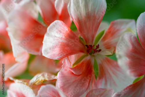 Geranium pink. beautiful geranium flower