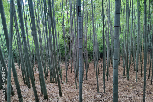 Bamboo forest in City park in the center of Zhuji city, Zhejiang, China photo