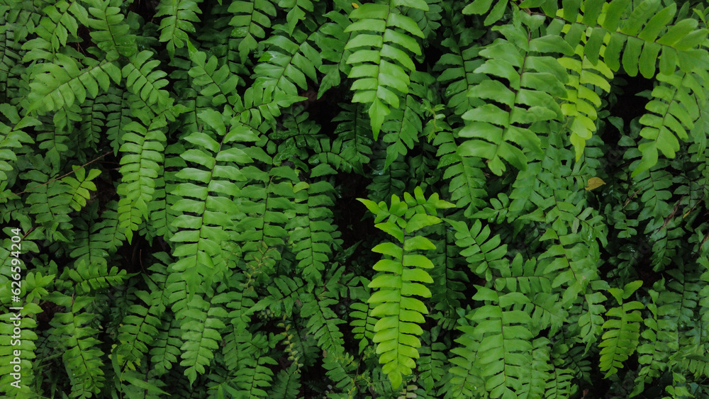 Obraz premium Adiantum latifolium, Maidenhair Fern in the forest
