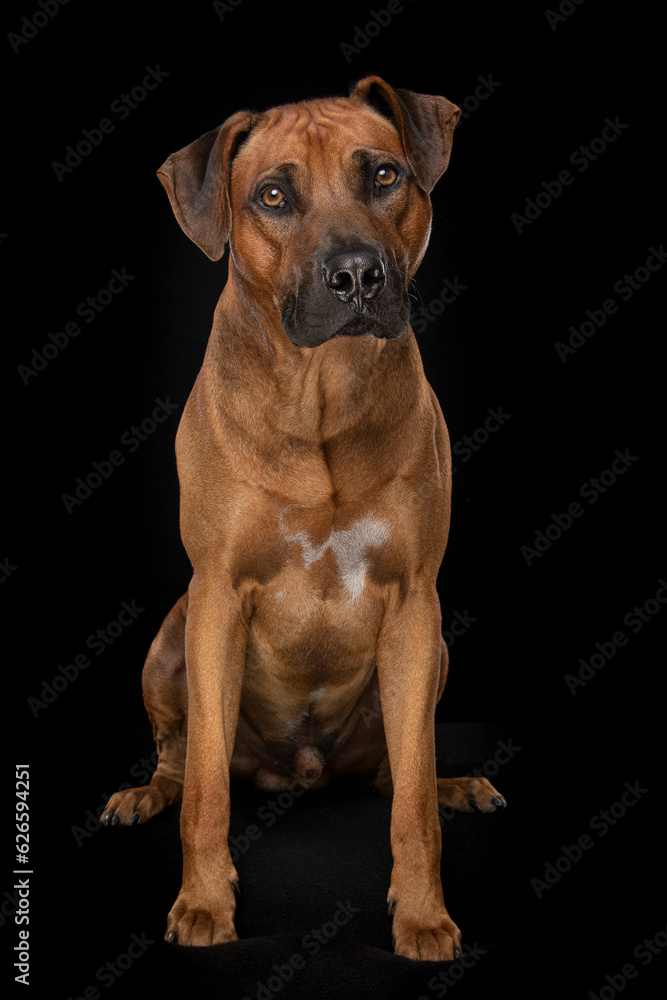 Rhodesian ridgeback dog sitting on a black couch on a black background