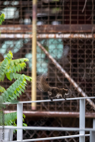 Squirrel on house's balcony railing with blurred background