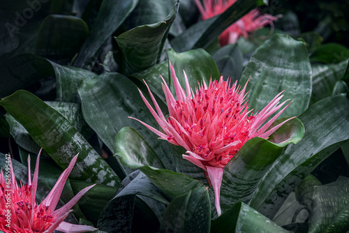 floral background of flowering aechmea houseplant close up photo