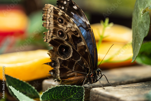 Morpho helenor, commonly known as the Helenor Blue Morpho, is a captivating butterfly species that enchants with its iridescent beauty. Its vibrant blue wings shimmer in the sunlight. photo