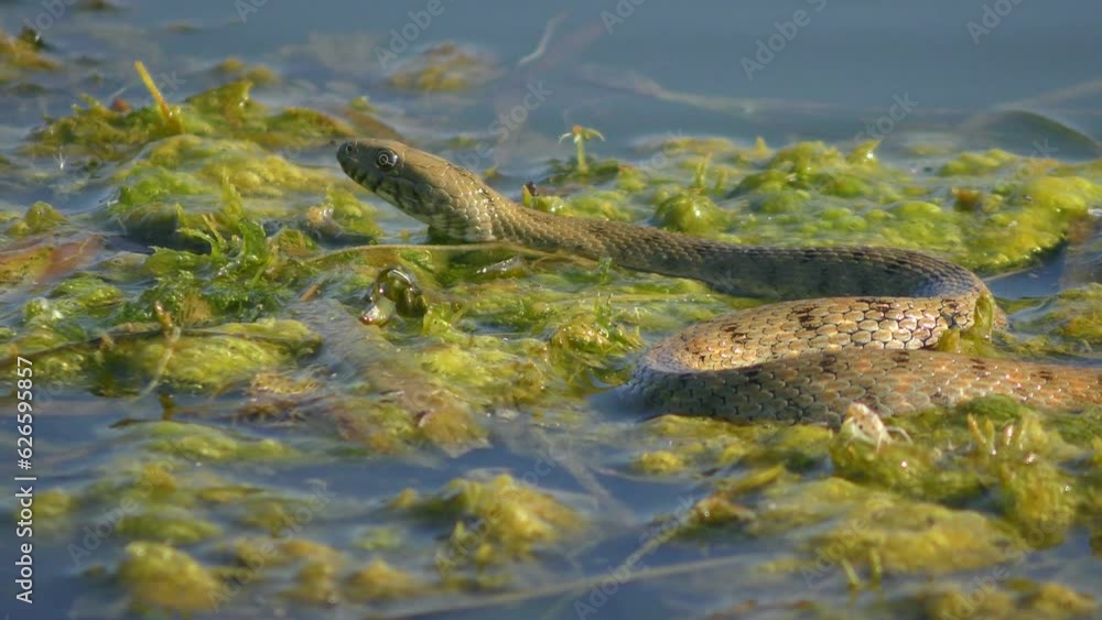 Dice Snake (Natrix tessellata) is resting on floating aquatic plants, shooting with its tongue, close-up. Dice Snake (Natrix tessellata) is resting on floating aquatic plants, shooting with its tongue, close-up.