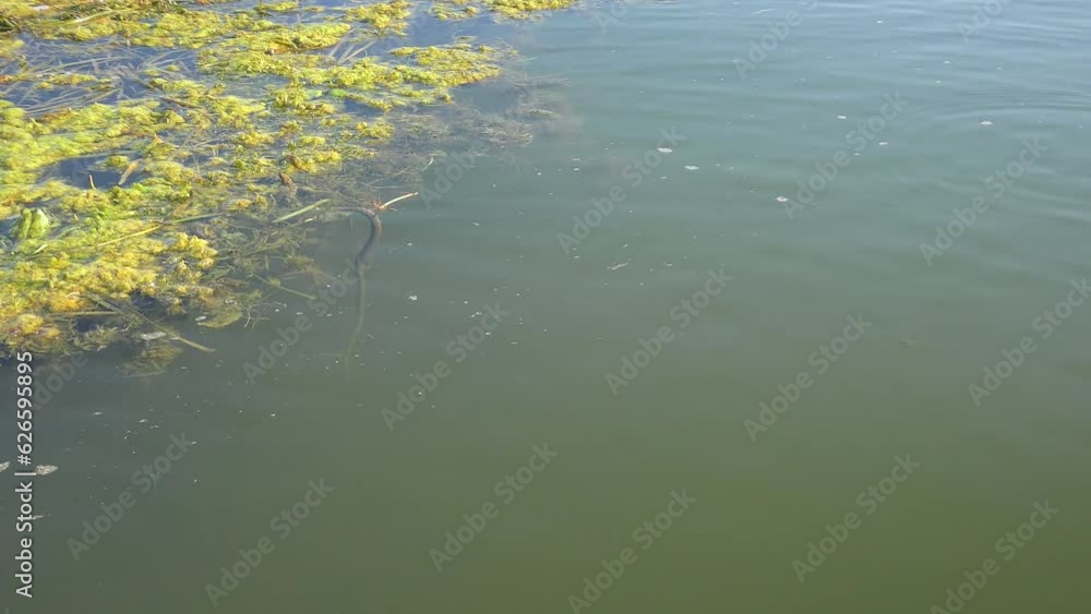 Dice Snake (Natrix tessellata) swims up and climbs out to rest on floating aquatic plants, wide shot. Dice Snake (Natrix tessellata) swims up and climbs out to rest on floating aquatic plants, wide shot.