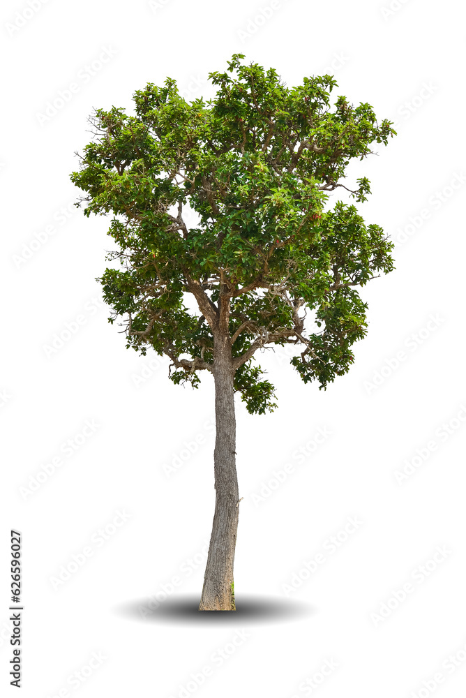Obraz premium Single big tree isolated on white background. Tropical wood plant for advertising, architecture design, clipping path. Green leaf forest and foliage. Large trunk growth lone in spring or summer