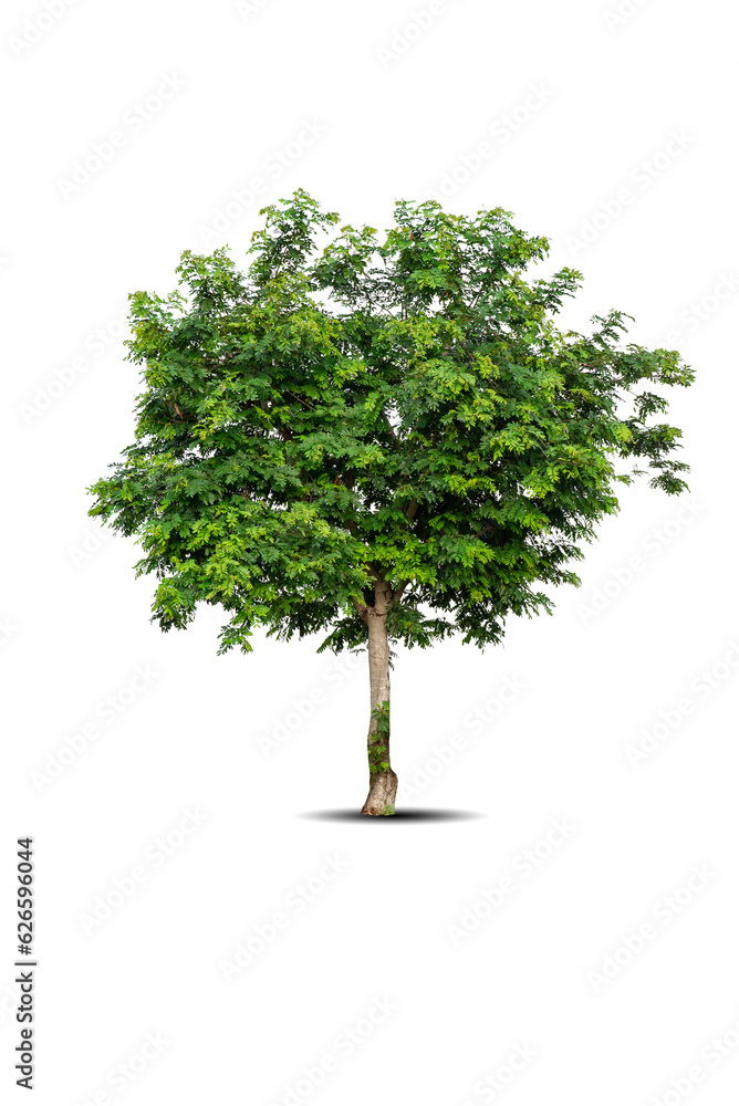 Single big tree isolated on white background. Tropical wood plant for advertising, architecture design, clipping path. Green leaf forest and foliage. Large trunk growth lone in spring or summer