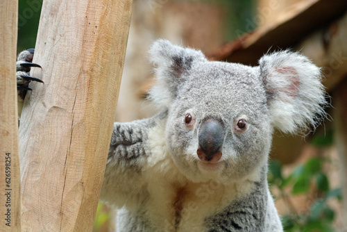 Canvas Print Koala