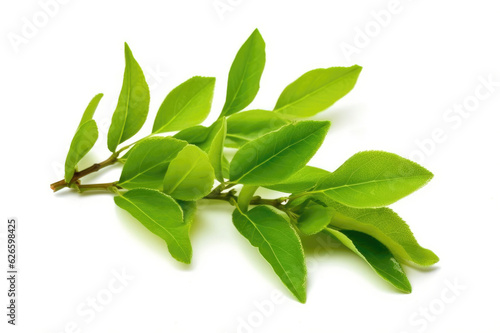 Green Tea leaves isolated on a white background  Tea Enthusiast s Delight  Isolated Fresh Tea Leaves in Closeup. Generative AI.