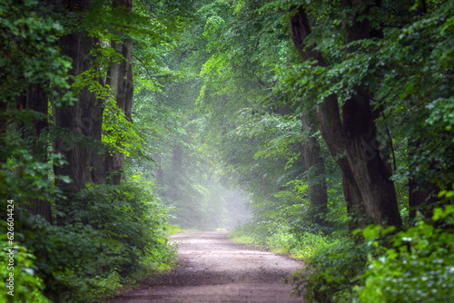 Avenue in old foggy forest