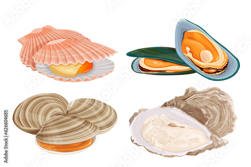 Clams, oysters, mussels, scallops isolated on white background. vector illustration