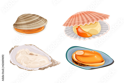 Clams, oysters, mussels, scallops isolated on white background. vector illustration