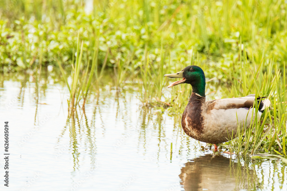 Fototapeta premium Canard Colvert cancanant - Espace Naturel Sensible de la Baie de Wissant