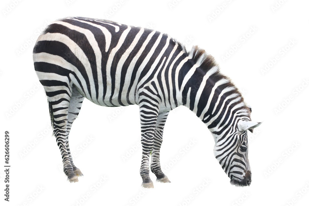 Obraz premium Plains Zebra (Equus quagga)