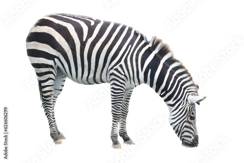 Fototapeta Naklejka Na Ścianę i Meble -  Plains Zebra  (Equus quagga)