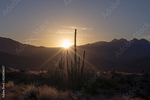 Desert Sunrise With Sagauro Cactus And Mountains In Arizona