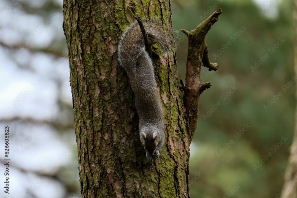 Obraz premium Grey squirrel eating in a tree