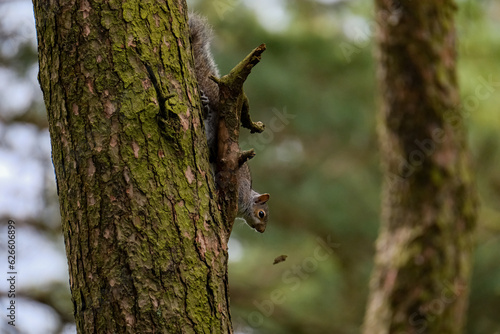 Grey squirrel on the side of a tree