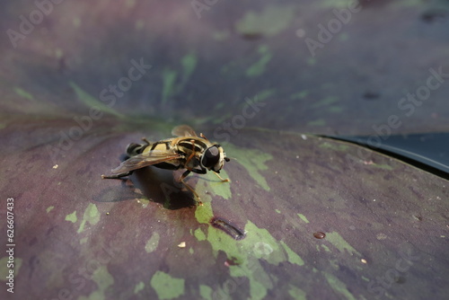 A fly from the hoverfly family - pajama ilnitsa (Helophilus pendulus) on a leaf of a nymph in the garden photo