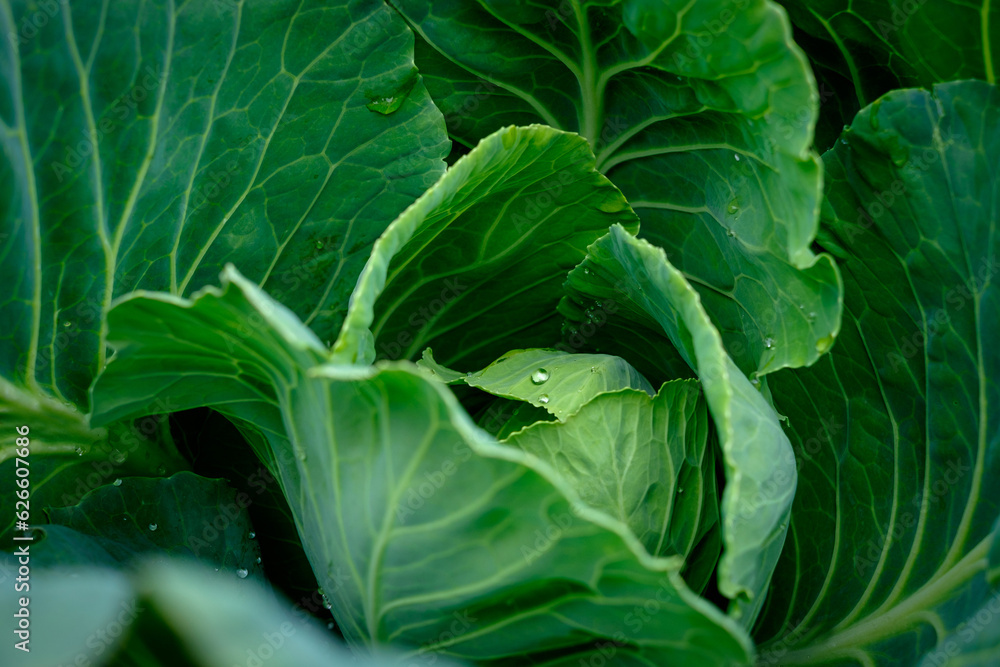 View close up of young cabbage with fresh leaves. Agriculture business. Ripe harvest on a farmer field or greenhouse. View close up of young cabbage with fresh leaves. Agriculture business. Ripe harvest on a farmer field or greenhouse.