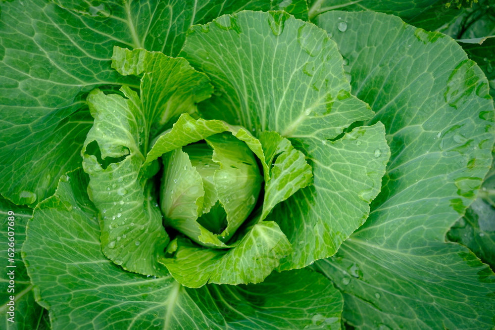 Fototapeta premium View close up of young cabbage with fresh leaves. Agriculture business. Ripe harvest on a farmer field or greenhouse.