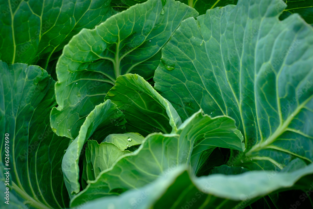 View close up of young cabbage with fresh leaves. Agriculture business. Ripe harvest on a farmer field or greenhouse. View close up of young cabbage with fresh leaves. Agriculture business. Ripe harvest on a farmer field or greenhouse.