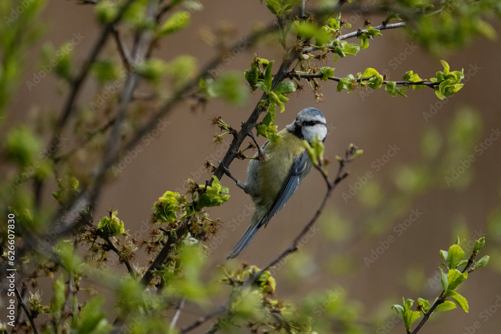 Fototapeta premium Eurasian blue tit close up in tree