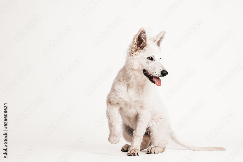 Weißer Schäferhund Welpe sitzend in Bewegung auf weißem Hintergrund, isoliert Weißer Schäferhund Welpe sitzend in Bewegung auf weißem Hintergrund, isoliert