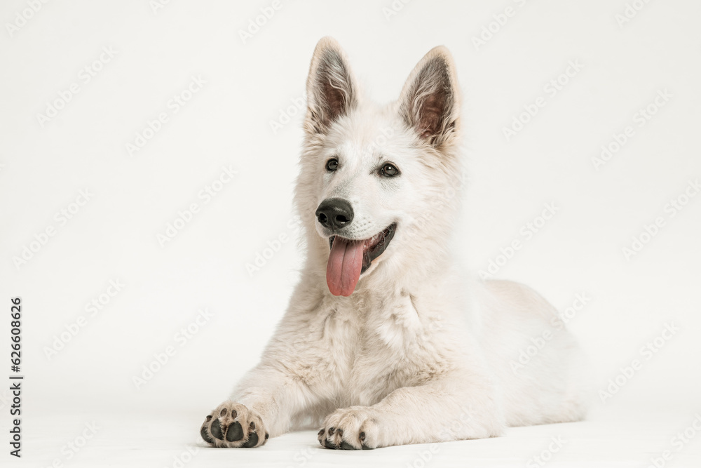 Weißer Schäferhund Welpe liegend  auf weißem Hintergrund, isoliert