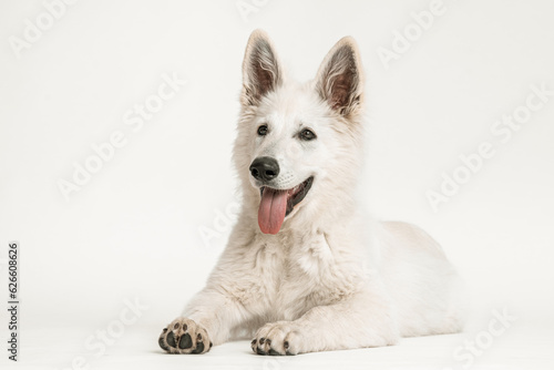 Weißer Schäferhund Welpe liegend auf weißem Hintergrund, isoliert