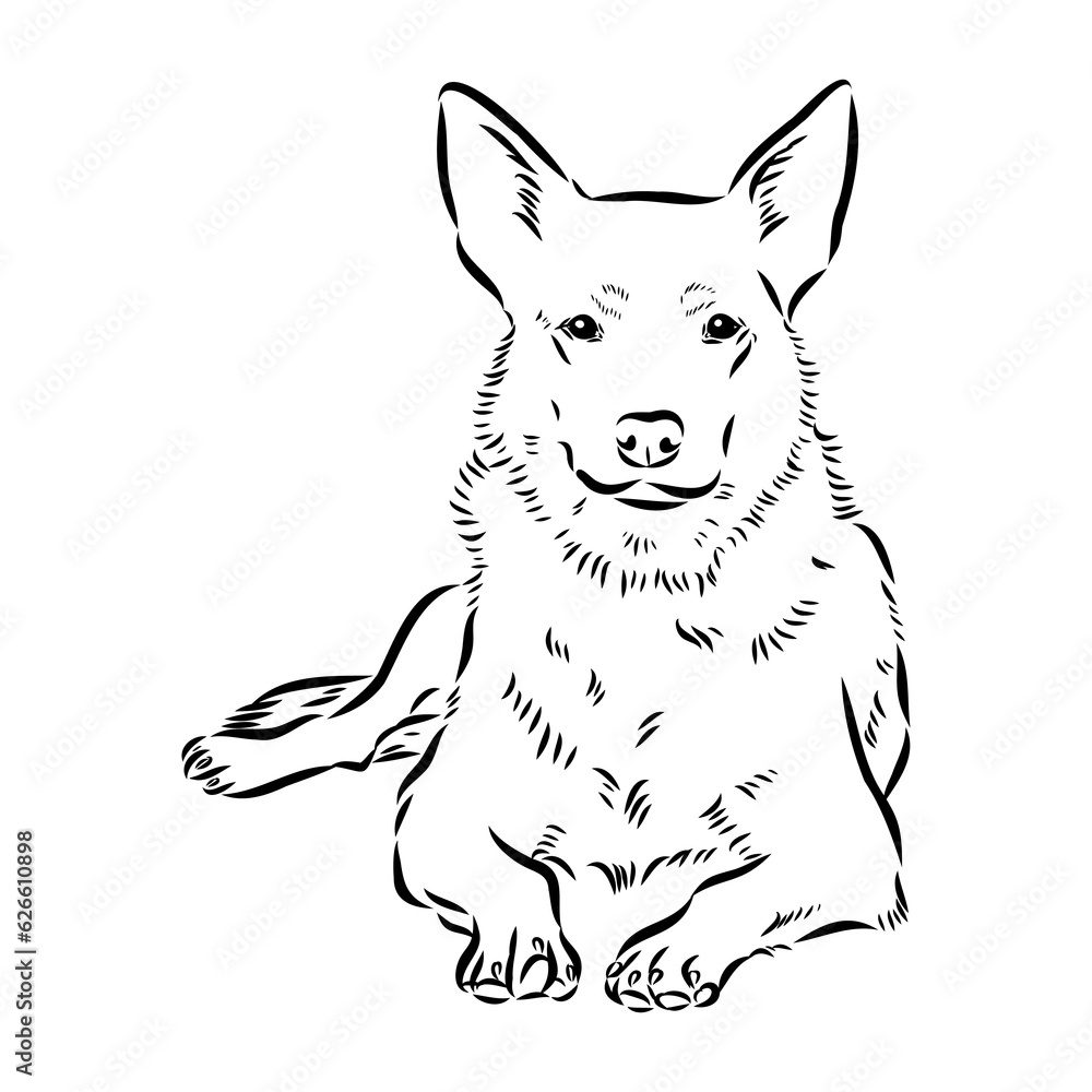 Decorative portrait of standing in profile Australian Cattle Dog, vector isolated illustration in black color on white background Decorative portrait of standing in profile Australian Cattle Dog, vector isolated illustration in black color on white background
