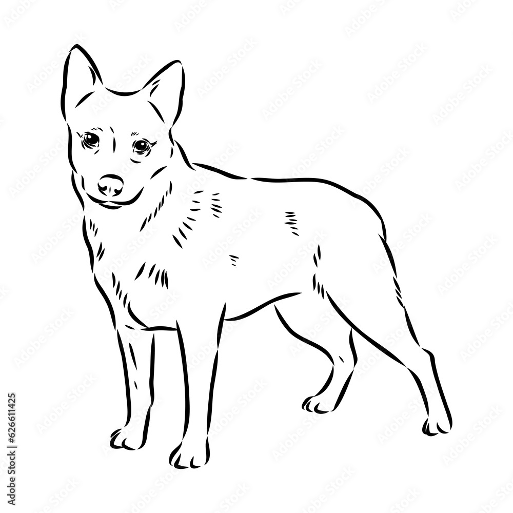 Decorative portrait of standing in profile Australian Cattle Dog, vector isolated illustration in black color on white background Decorative portrait of standing in profile Australian Cattle Dog, vector isolated illustration in black color on white background