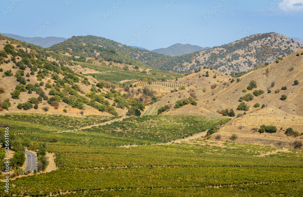 Vineyards on vast areas among Crimean mountains. Smooth rows extend to foot of the mountain range. Winemaking in Crimea is one of leading branches of agriculture in Crimea.