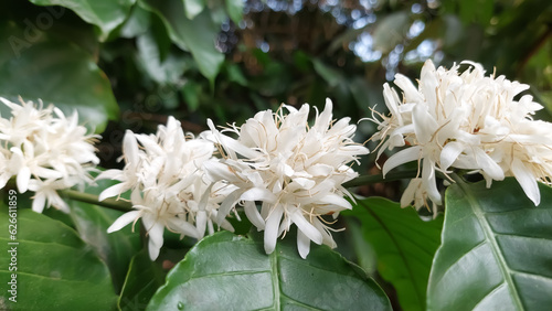 Flower of robusta coffee (Coffea canephora) photo