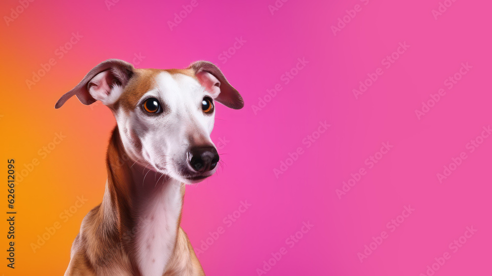 Advertising portrait, banner, looking straight greyhound dog, ears down, mysterious look, isolated on yellow-pink background