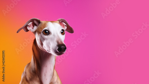 Advertising portrait  banner  looking straight greyhound dog  ears down  mysterious look  isolated on yellow-pink background