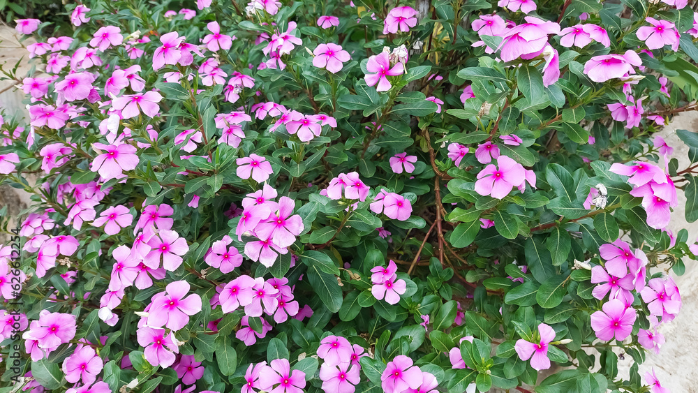 Obraz premium Catharanthus roseus a herbal plant known as Madagascar periwinkle or annual vinca