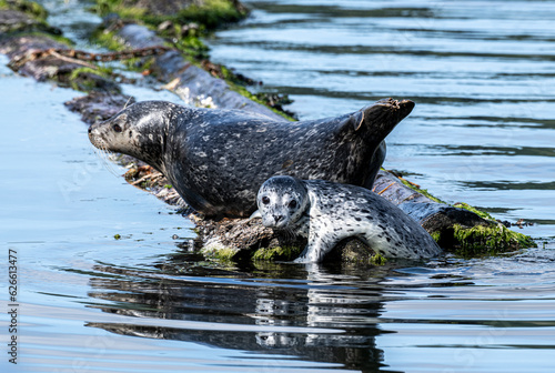 Harbor seal with pup resting on a floating log in Puget Sound near Seattle