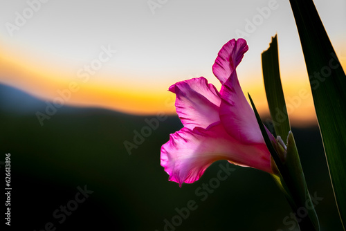 Closeup of a Gladiolus flower at sunset