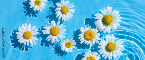 Fotografija Chamomile flowers on a blue water background with concentric circles from a drop