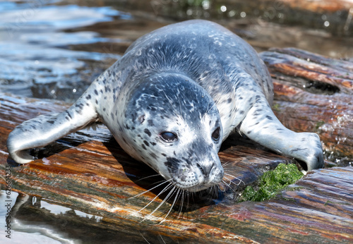 Closeup of a young harbor seal pup resting on a floating log in Puget Sound near Seattle
