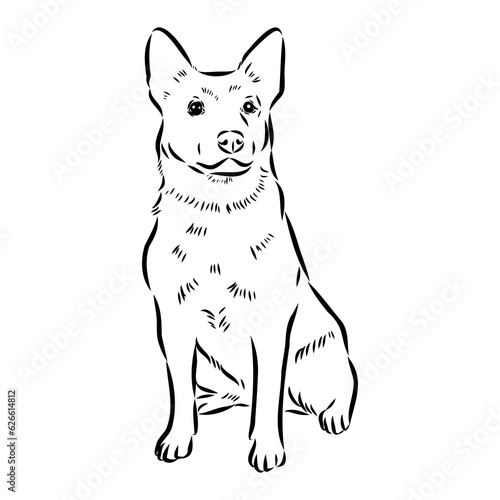 Decorative portrait of standing in profile Australian Cattle Dog, vector isolated illustration in black color on white background © Elala 9161