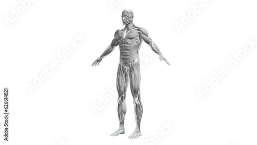 Anatomy of the Human Muscle System