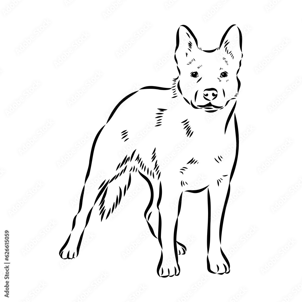 Decorative portrait of standing in profile Australian Cattle Dog, vector isolated illustration in black color on white background Decorative portrait of standing in profile Australian Cattle Dog, vector isolated illustration in black color on white background
