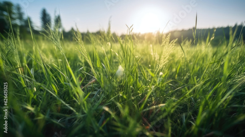 Green grass on a meadow in the rays of the setting sun