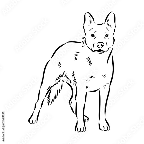 Decorative portrait of standing in profile Australian Cattle Dog  vector isolated illustration in black color on white background