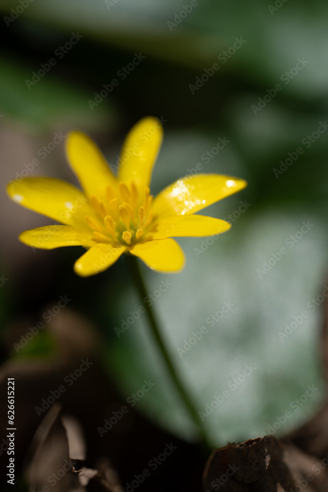 Fototapeta premium Naturfotografie