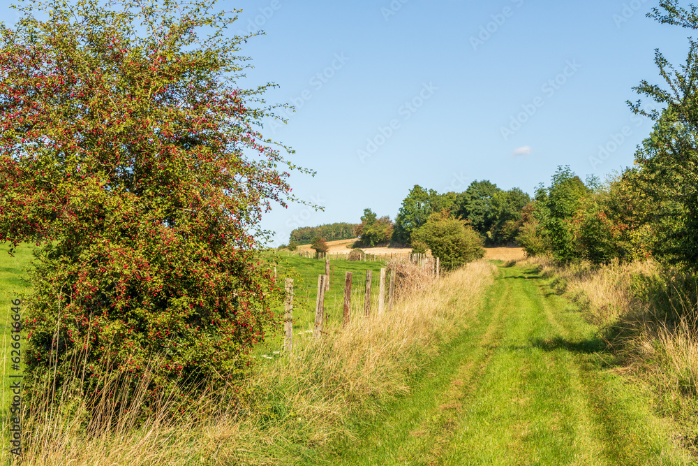 Chemin rural enherbé près d'Humbert
