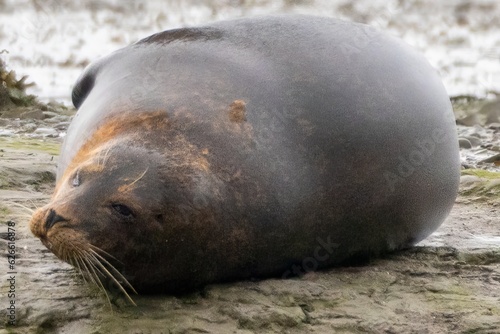 Harbour seals in the wild, Cork, Ireland
